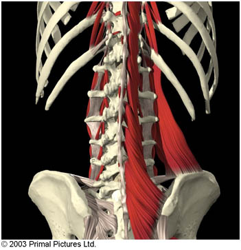 back pain - כאבי גב - פילאטיס